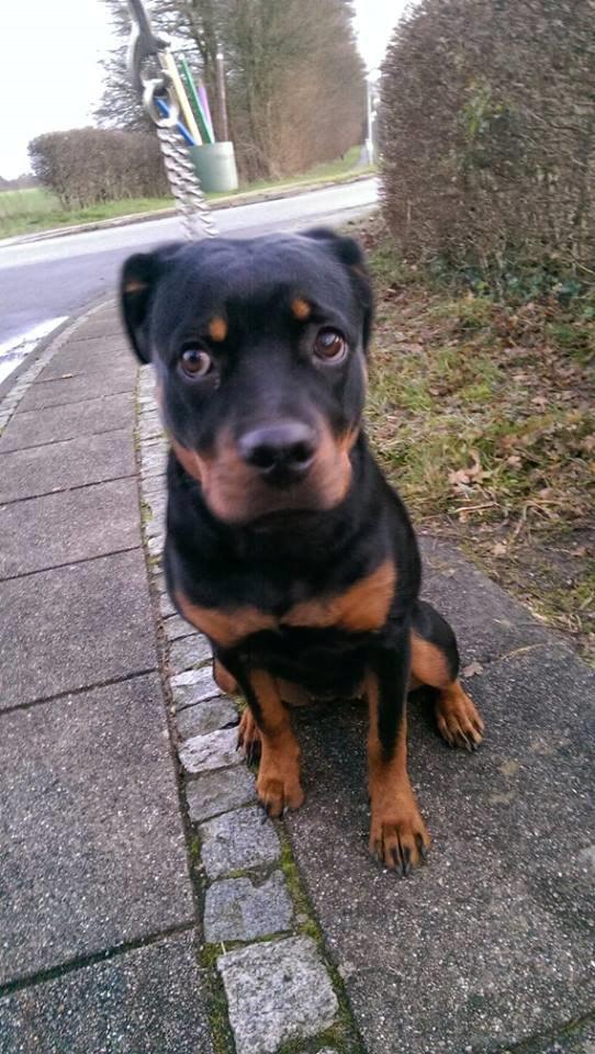 Rottweiler Aura - Far nu har du taget 100 billeder på denne gåtur :D billede 7