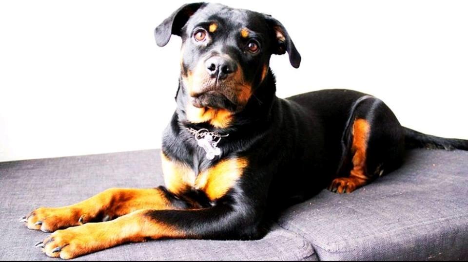 Rottweiler Aura - Besøg af fotograf :D billede 2