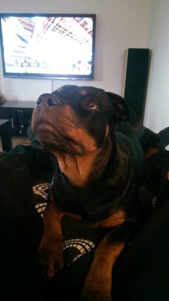 Rottweiler Aura - Aura billede 9