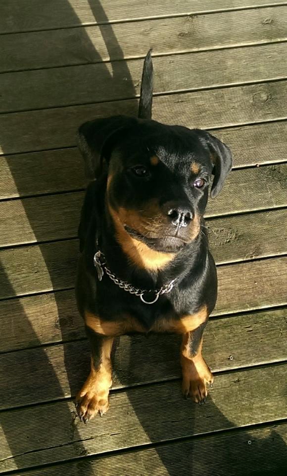 Rottweiler Aura - Smart :D billede 6