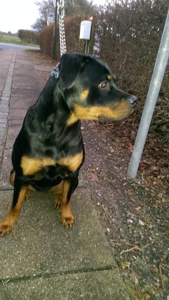 Rottweiler Aura - Aura billede 10