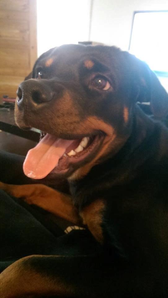 Rottweiler Aura - Aura billede 11