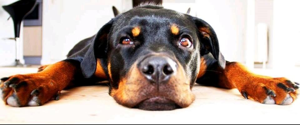 Rottweiler Aura - Besøg af fotograf :D billede 1