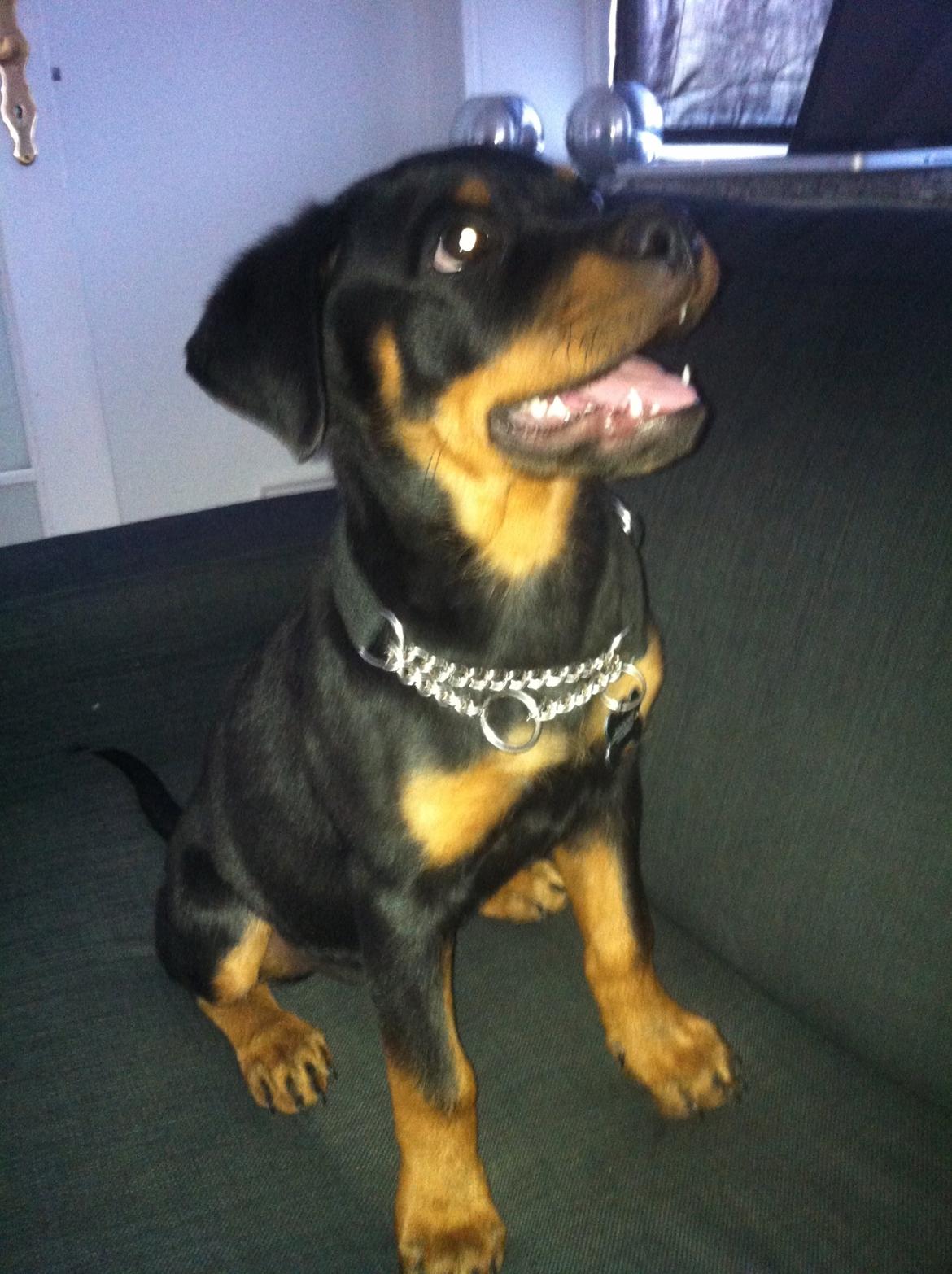 Rottweiler Aura - Aura billede 12