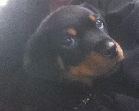 Rottweiler Aura - På vej hjem i mit nye hjem :D 8 uger billede 13