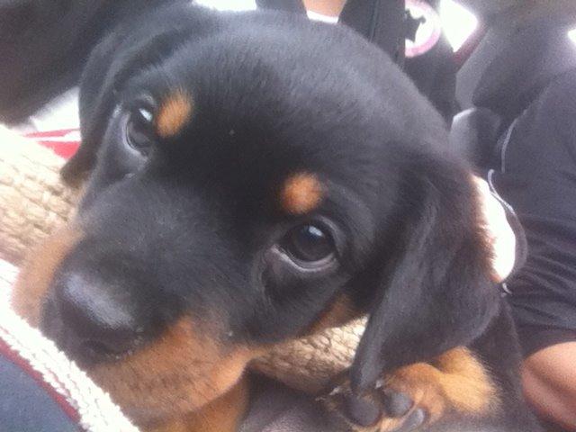 Rottweiler Aura - Aura billede 14