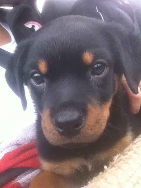 Rottweiler Aura - Aura billede 15