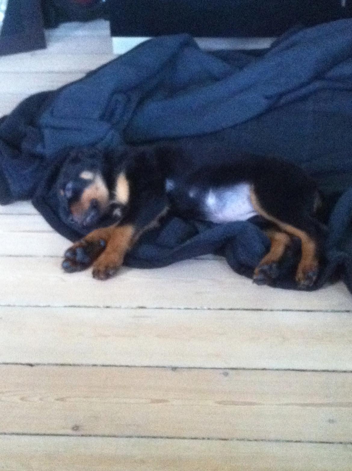 Rottweiler Aura - Aura billede 16