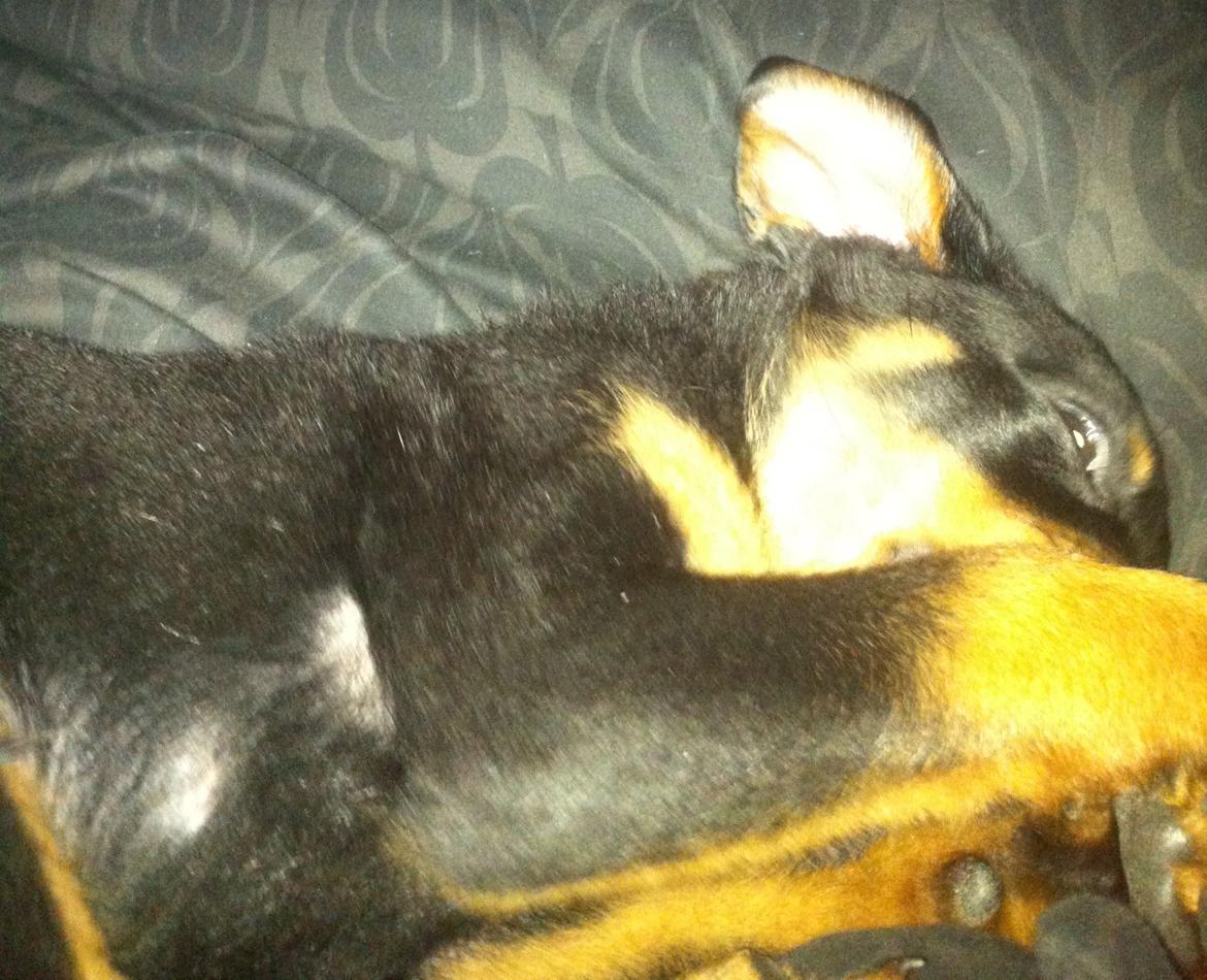 Rottweiler Aura - Aura billede 17