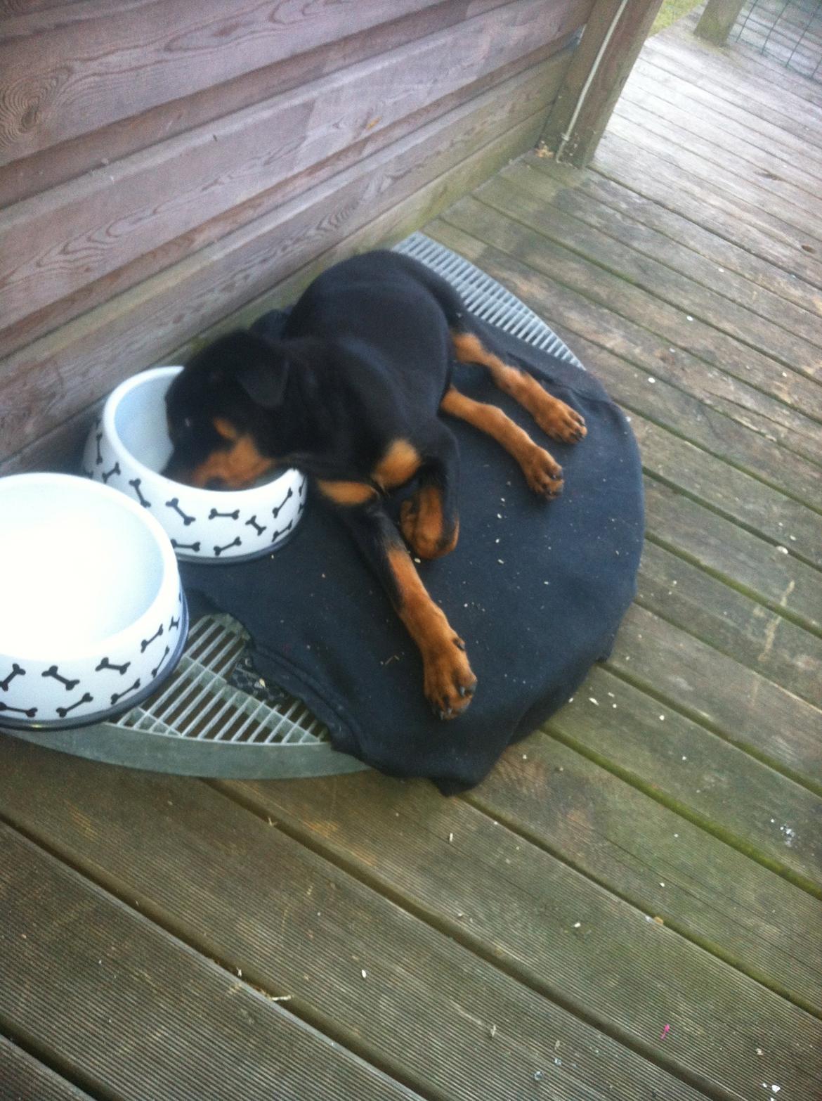 Rottweiler Aura - Træt billede 18