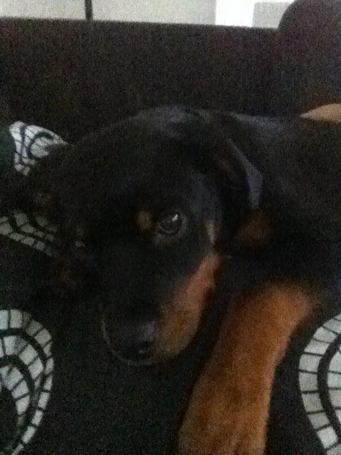 Rottweiler Aura - Putter ved Mor billede 19