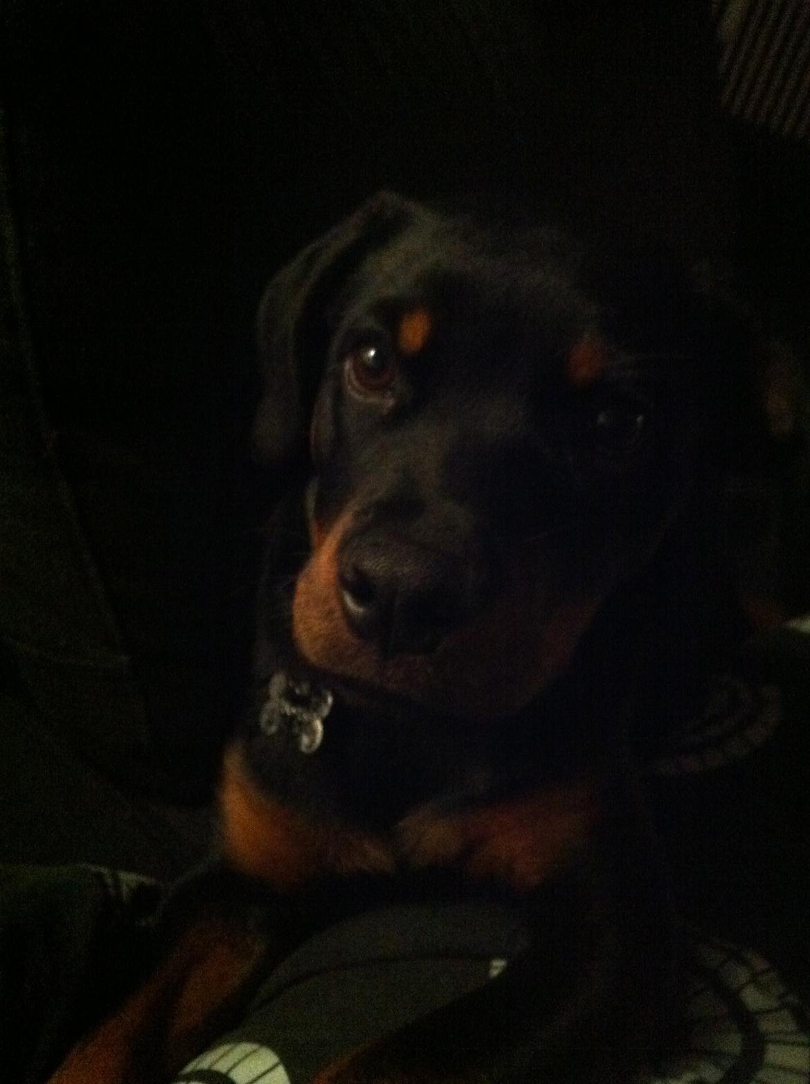 Rottweiler Aura - Aura billede 20