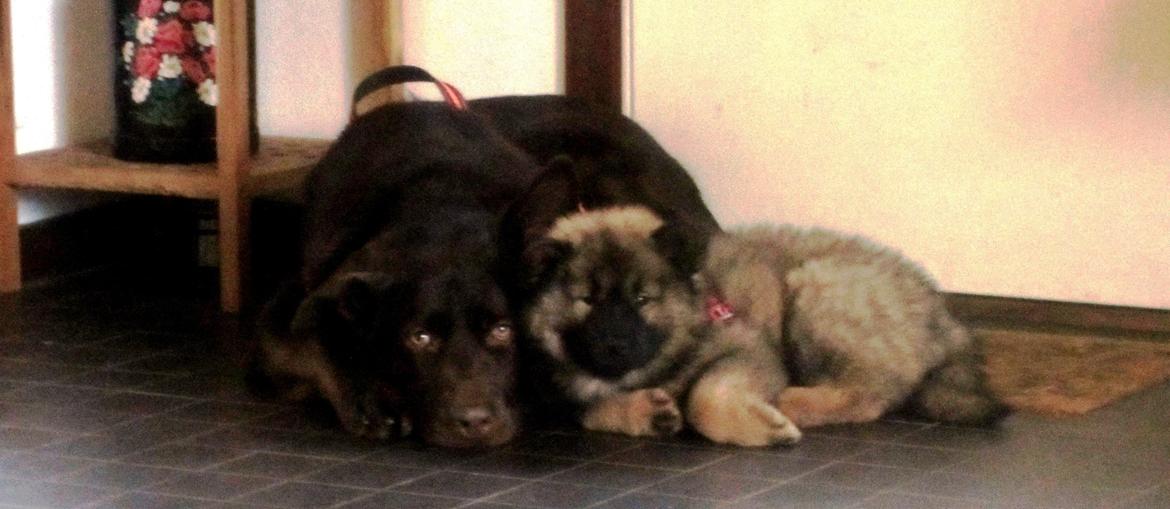 Eurasier Saga (Jabbis Cheri) billede 1