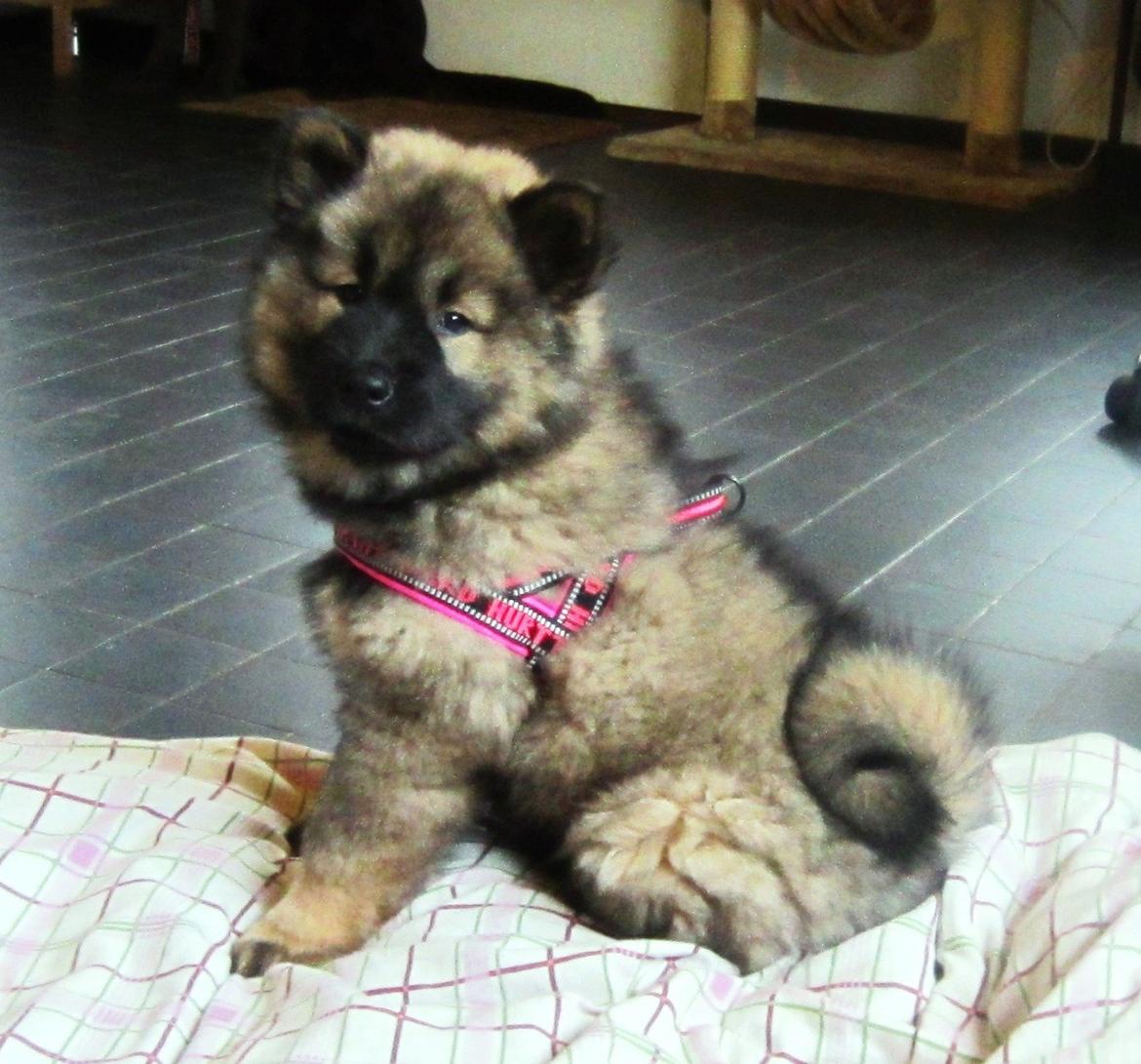 Eurasier Saga (Jabbis Cheri) - Så smuk i sin lille sele :-) billede 2