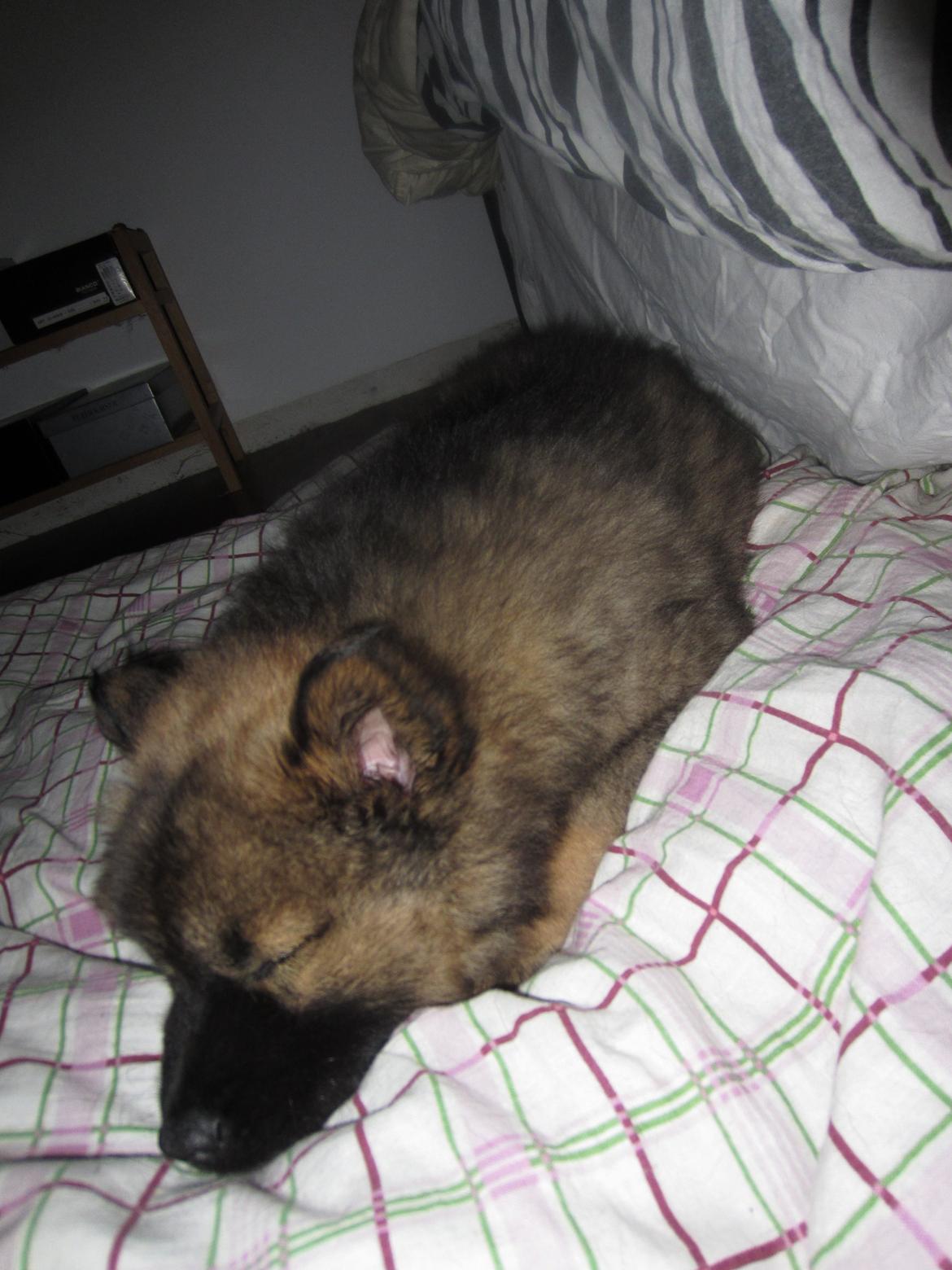 Eurasier Saga (Jabbis Cheri) - Jeg er sååå sød når jeg sover ;) billede 3