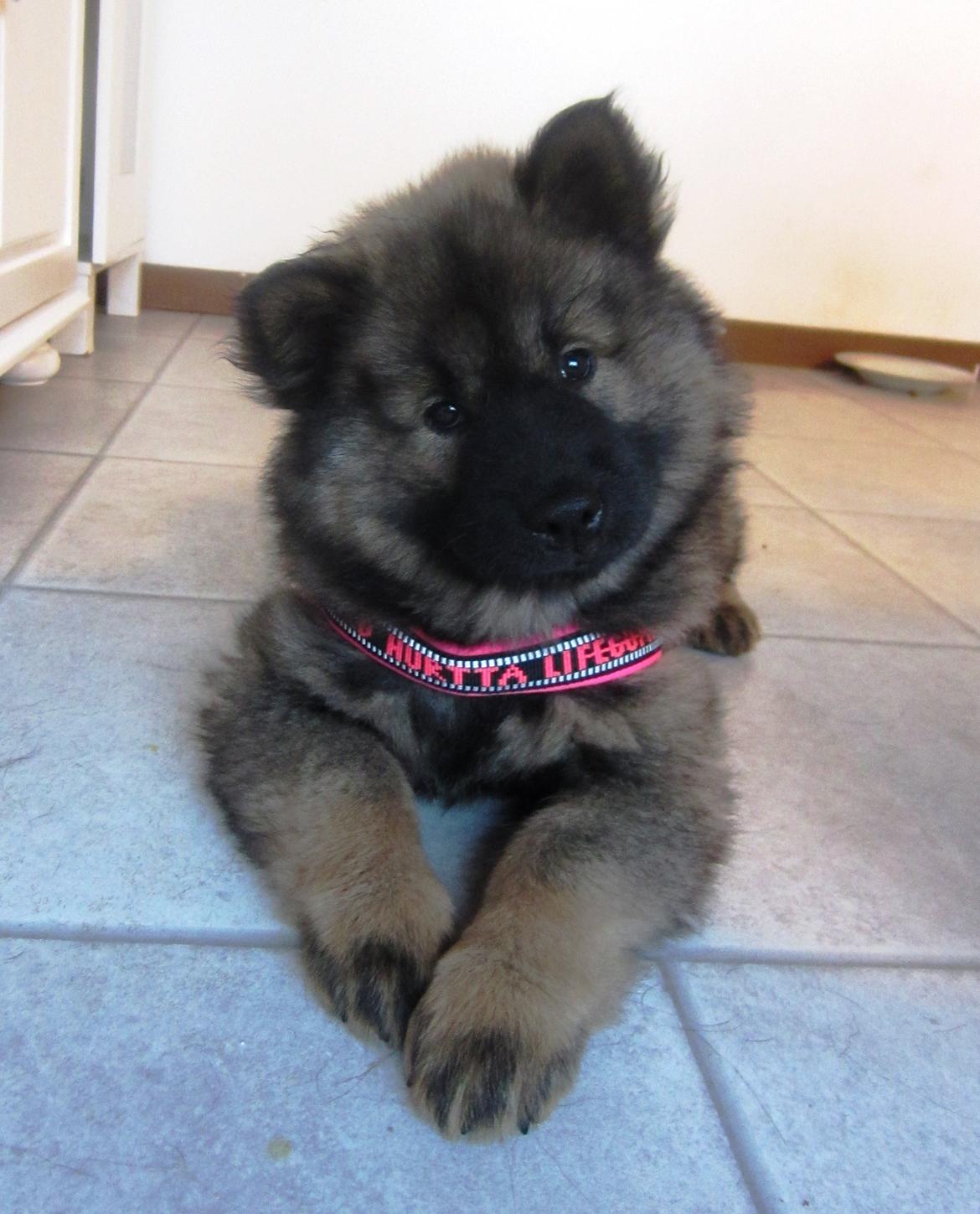 Eurasier Saga (Jabbis Cheri) billede 4