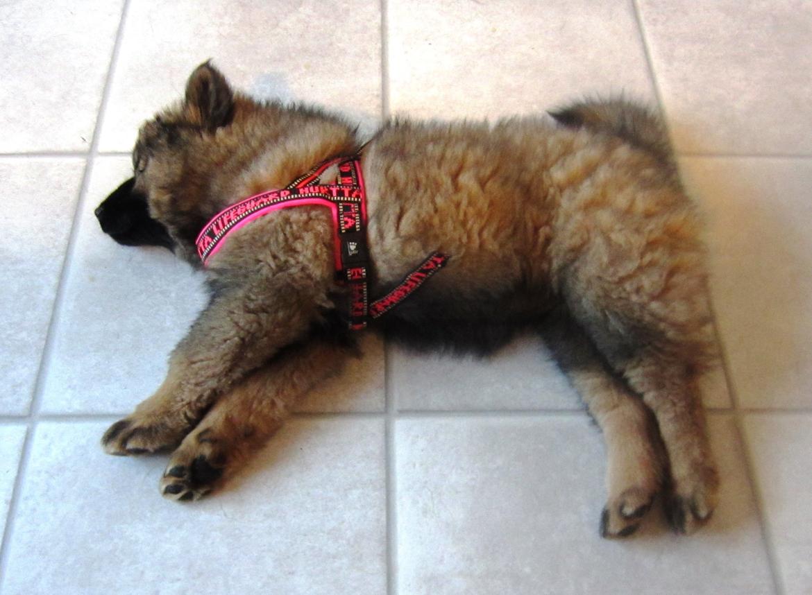 Eurasier Saga (Jabbis Cheri) billede 5