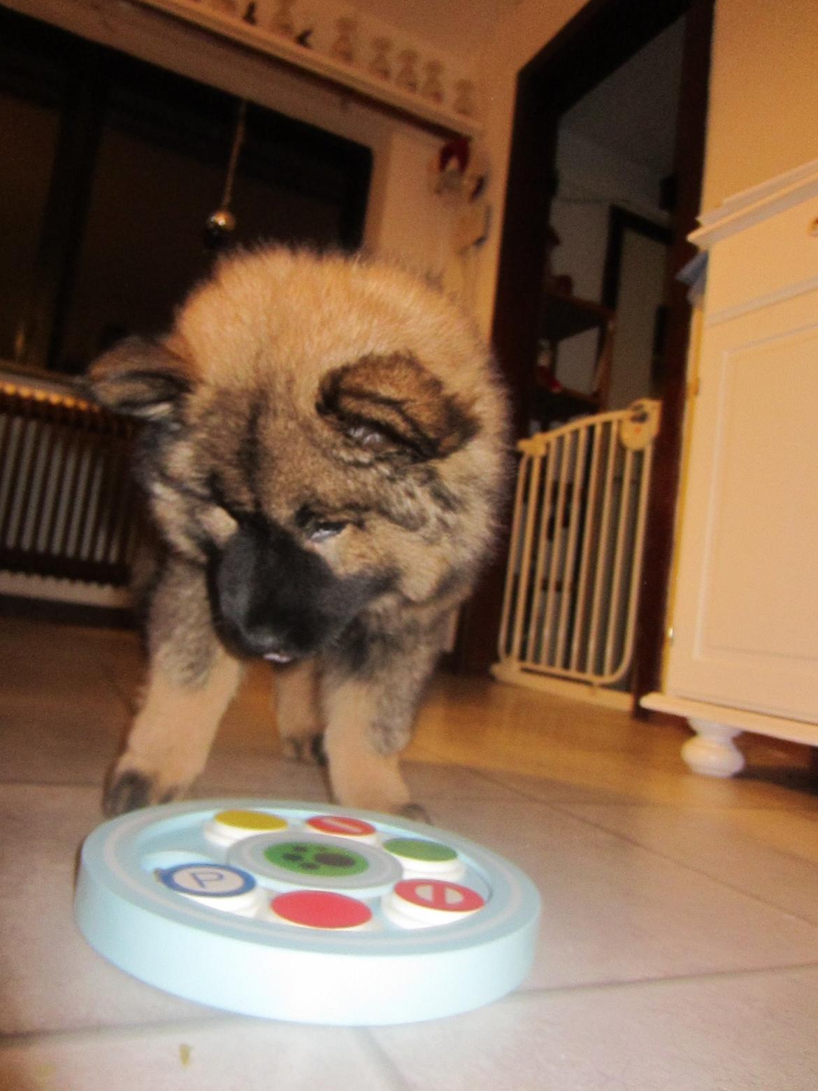 Eurasier Saga (Jabbis Cheri) billede 6