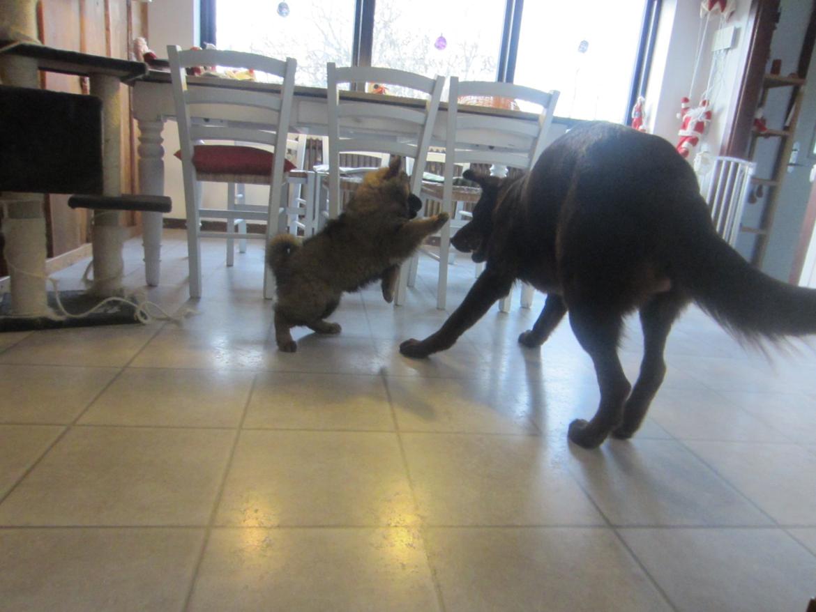 Eurasier Saga (Jabbis Cheri) - Saga angriber storebror! billede 7