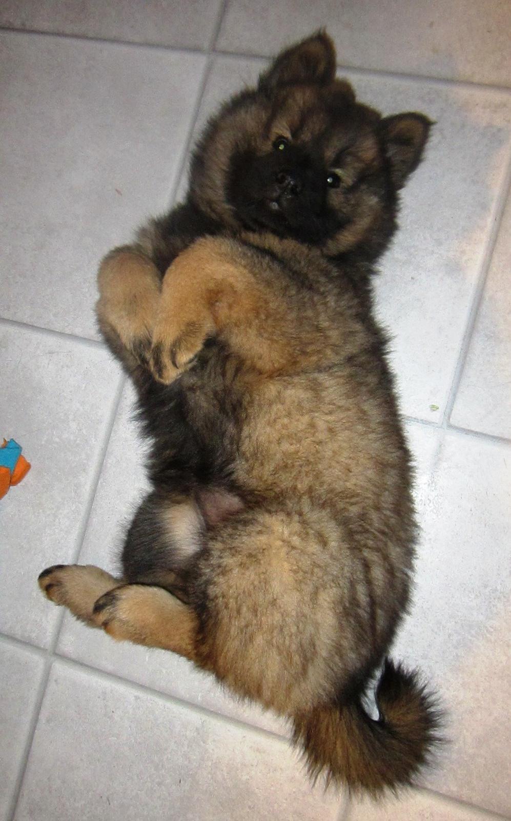 Eurasier Saga (Jabbis Cheri) - Totalt nuttet ;) billede 8