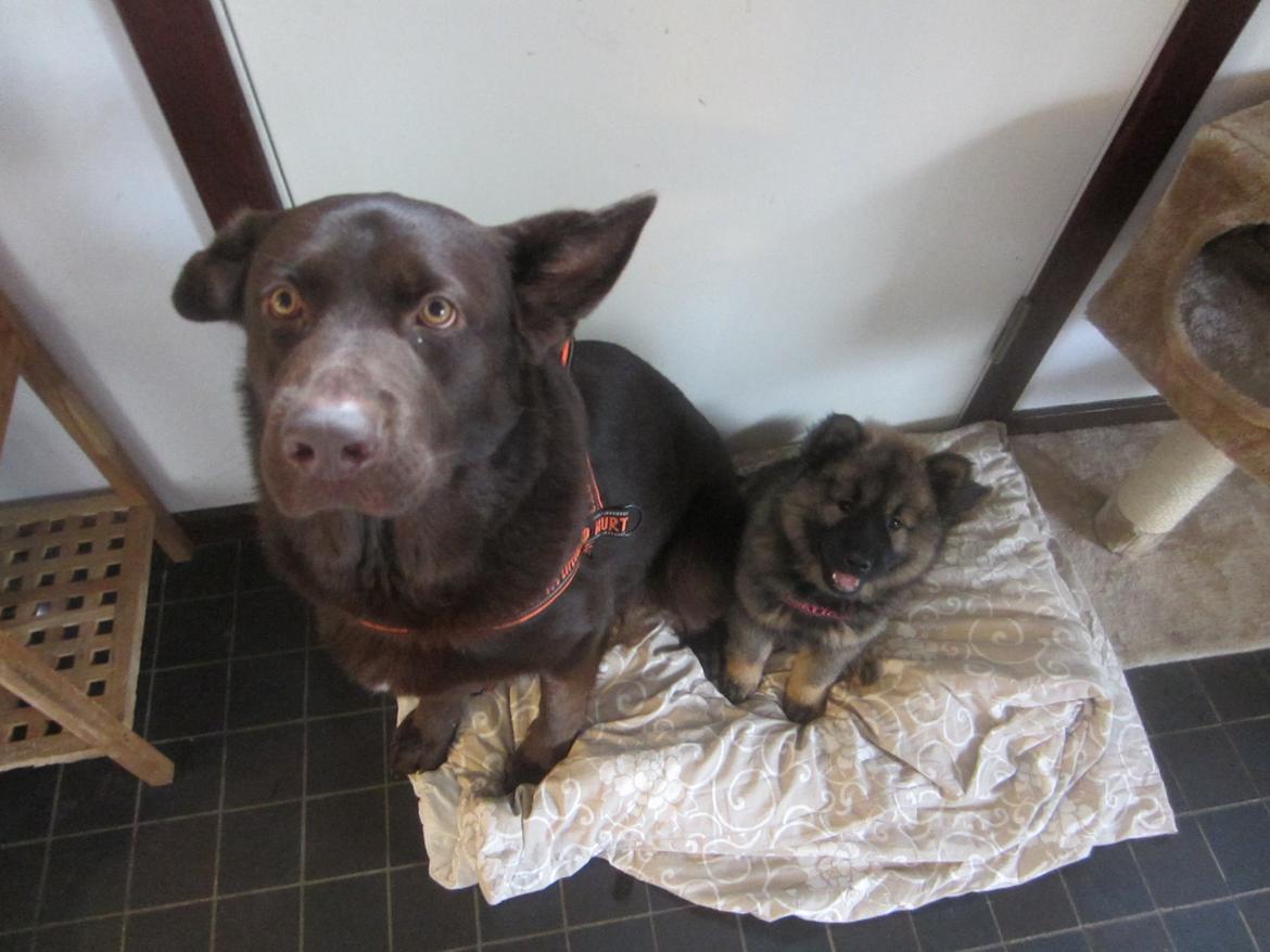 Eurasier Saga (Jabbis Cheri) - Vi sidder så fint lige nu... Nyd det mens det varer ;) billede 9