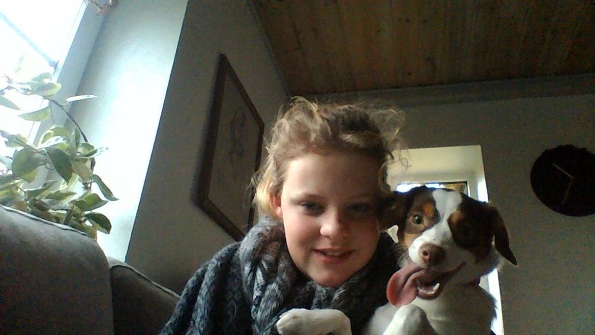 Dansk svensk gaardhund malie kaldt malle - hej mit navn er malie. men jeg bliver kaldt malle :-) billede 1