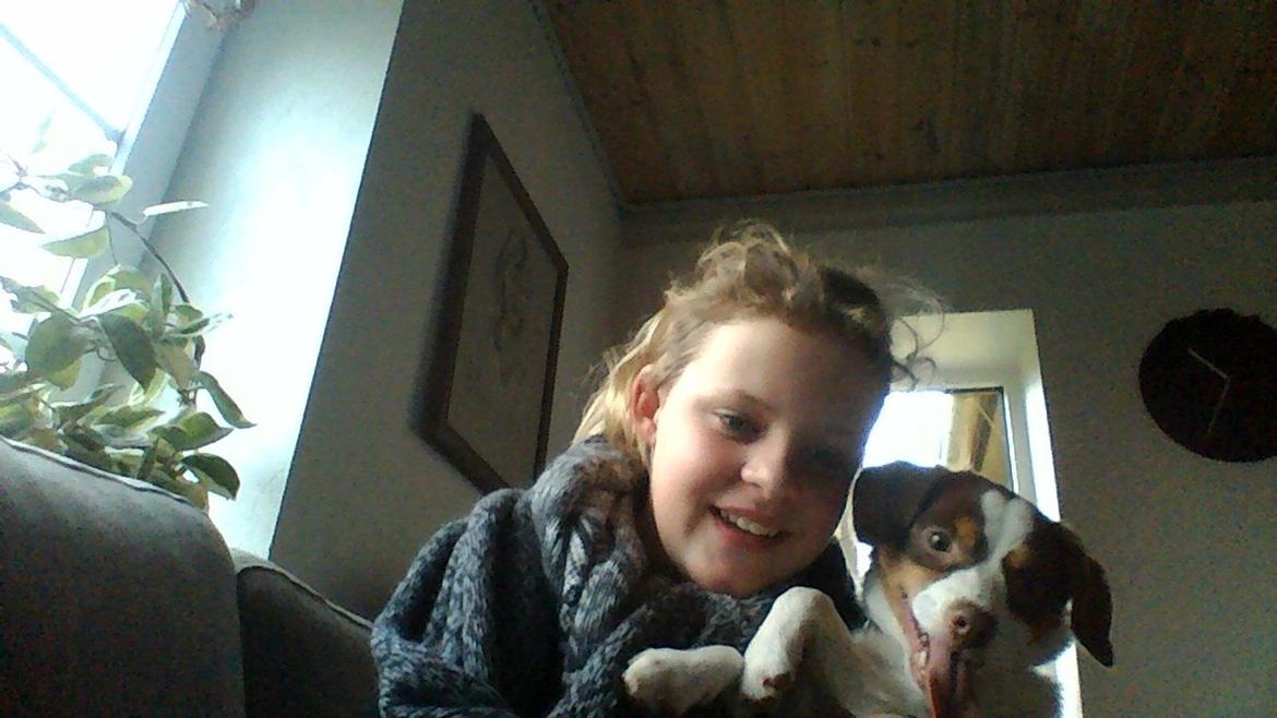 Dansk svensk gaardhund malie kaldt malle billede 2