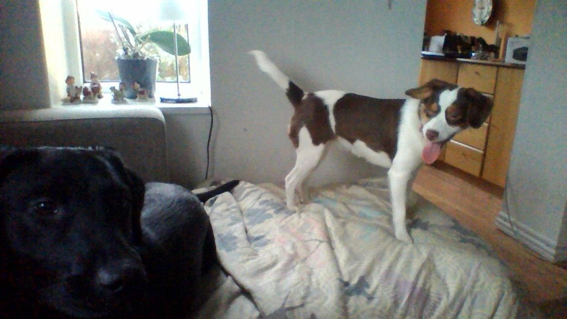 Dansk svensk gaardhund malie kaldt malle billede 3