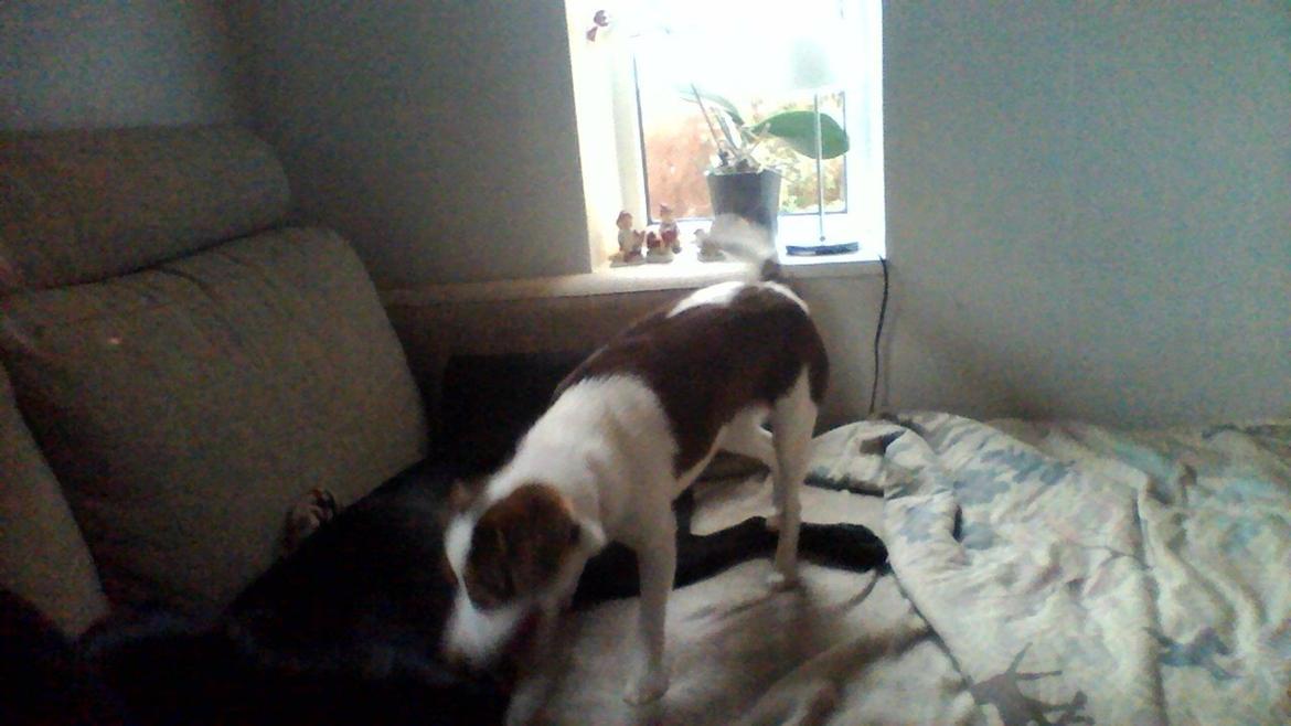 Dansk svensk gaardhund malie kaldt malle billede 5