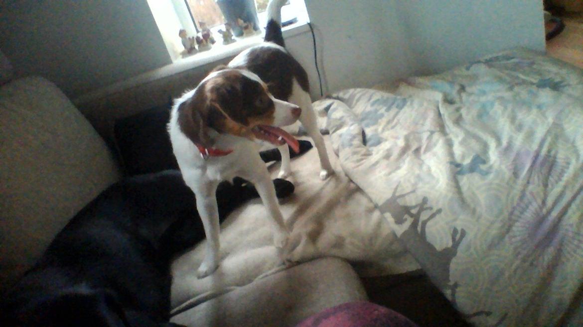 Dansk svensk gaardhund malie kaldt malle billede 6