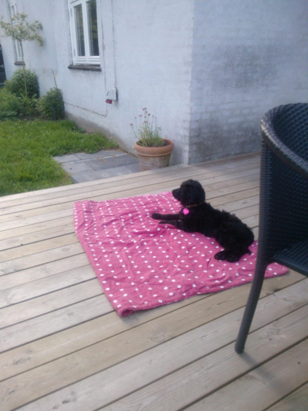 Blanding af racer Merle - 3mdr gammel og nyder solen billede 1