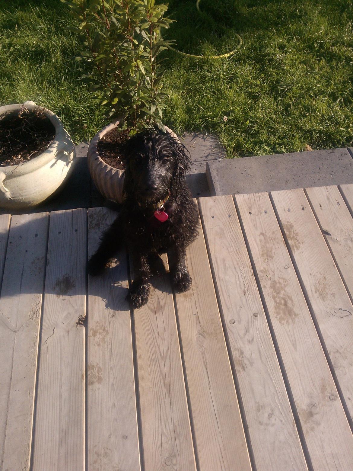 Blanding af racer Merle - meget våd hund efter leg med vandslangen billede 2