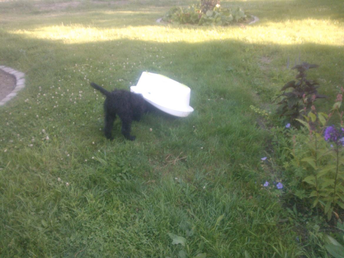 Blanding af racer Merle - mit sommer badebassin er på hovedet. .  må hellere se  hvad der er indenunder billede 3