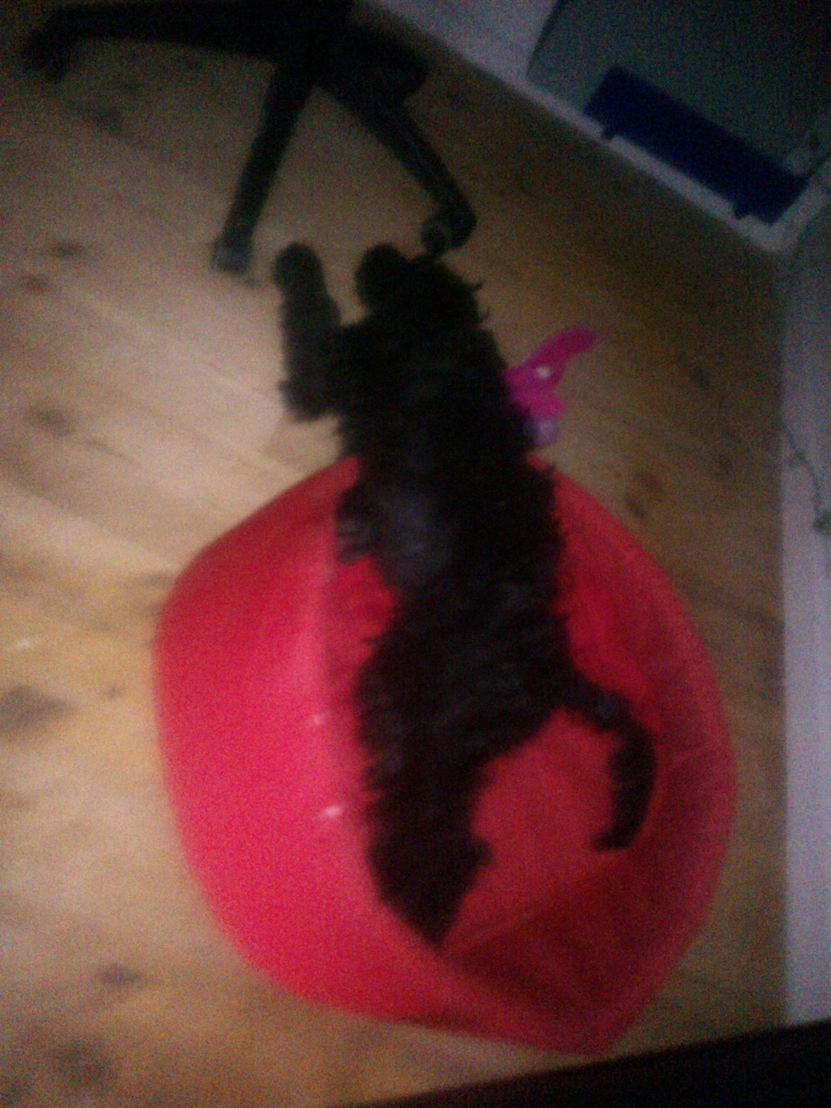 Blanding af racer Merle - Det sker også at jeg sover :-) billede 4