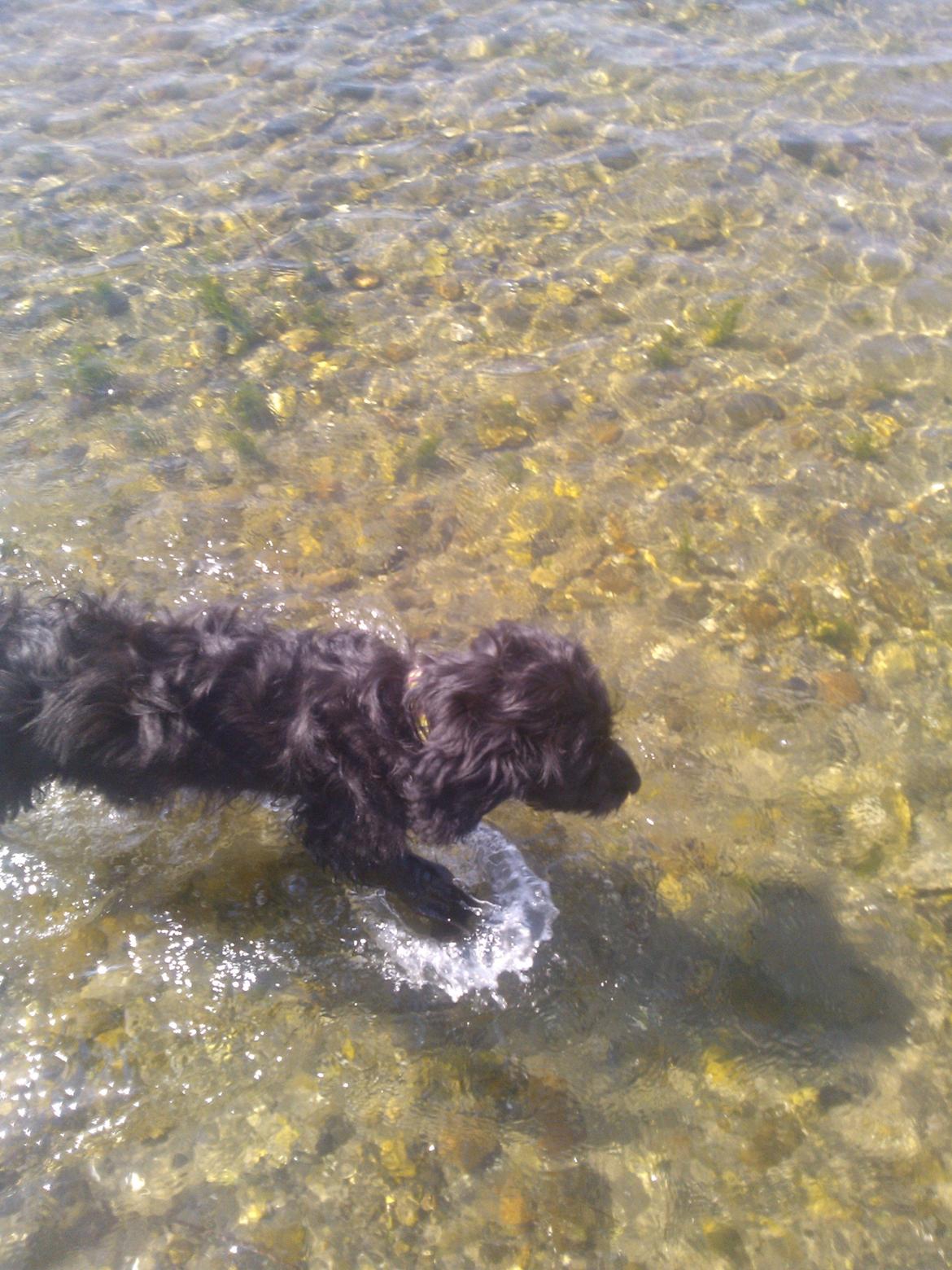 Blanding af racer Merle - badenymfen billede 5