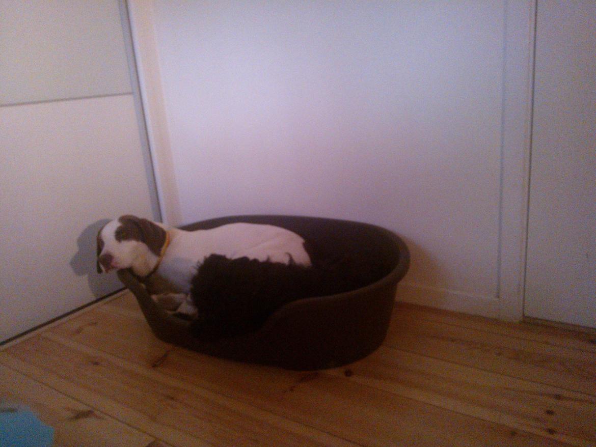 Blanding af racer Merle - kusine Luna er på besøg, og så bliver vi nødt til at sove sammen :-) billede 6