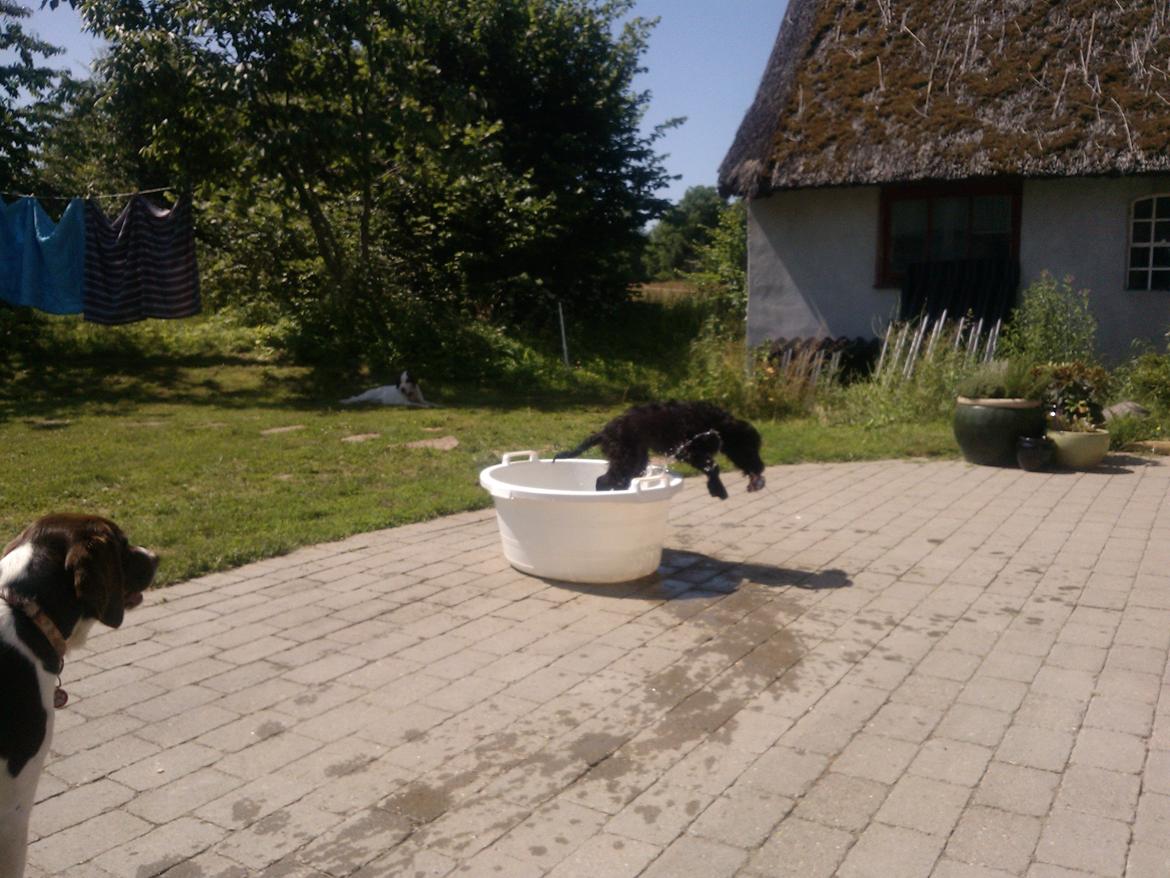 Blanding af racer Merle billede 7