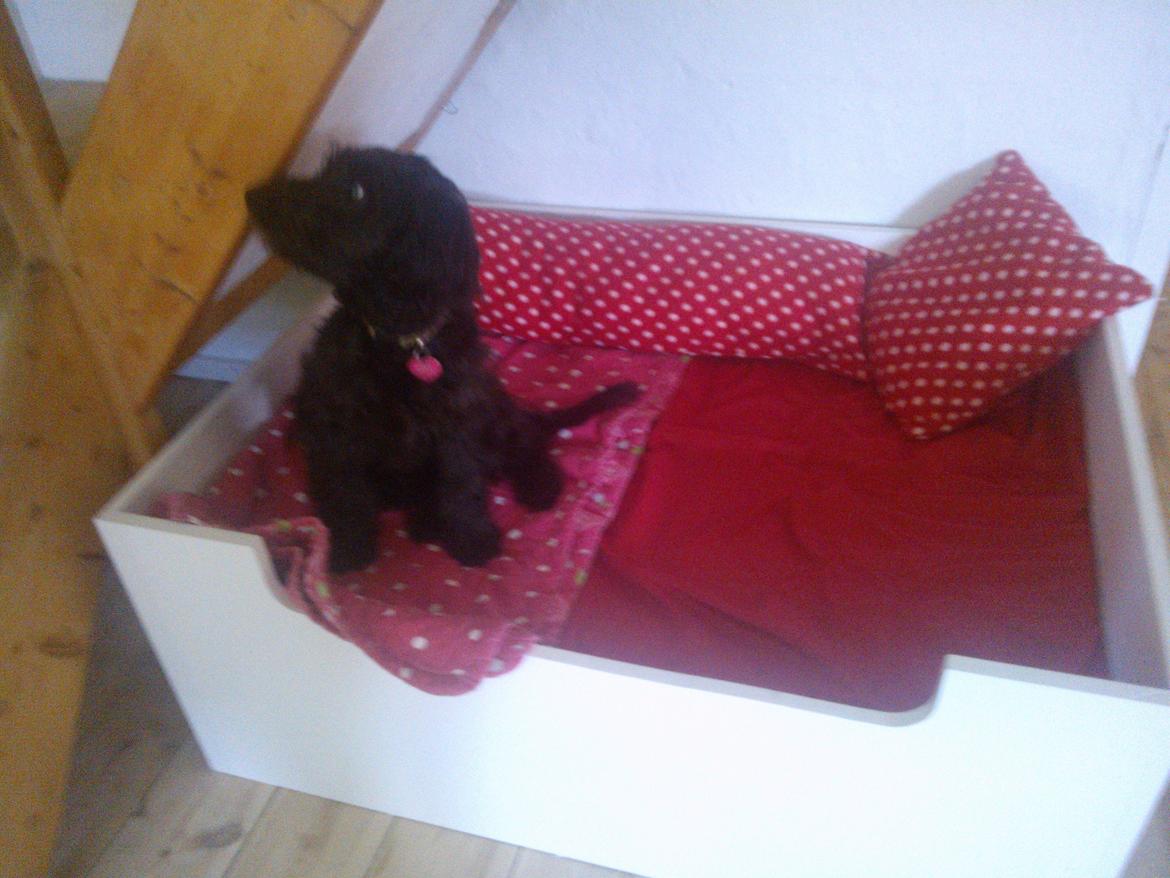 Blanding af racer Merle - sikke en stor ny kurv far har bygget mig, der er plads til alle mine venner billede 8