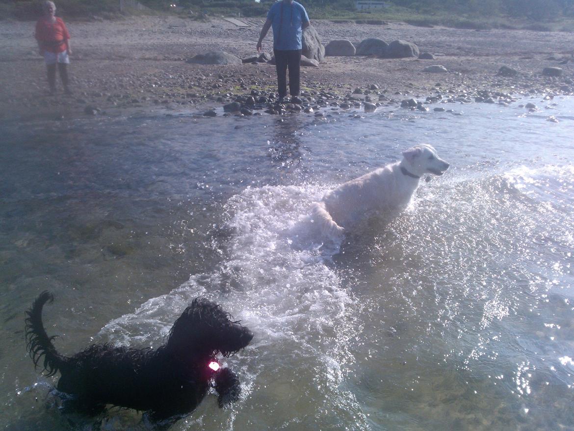 Blanding af racer Merle - strandtur med rosa billede 9