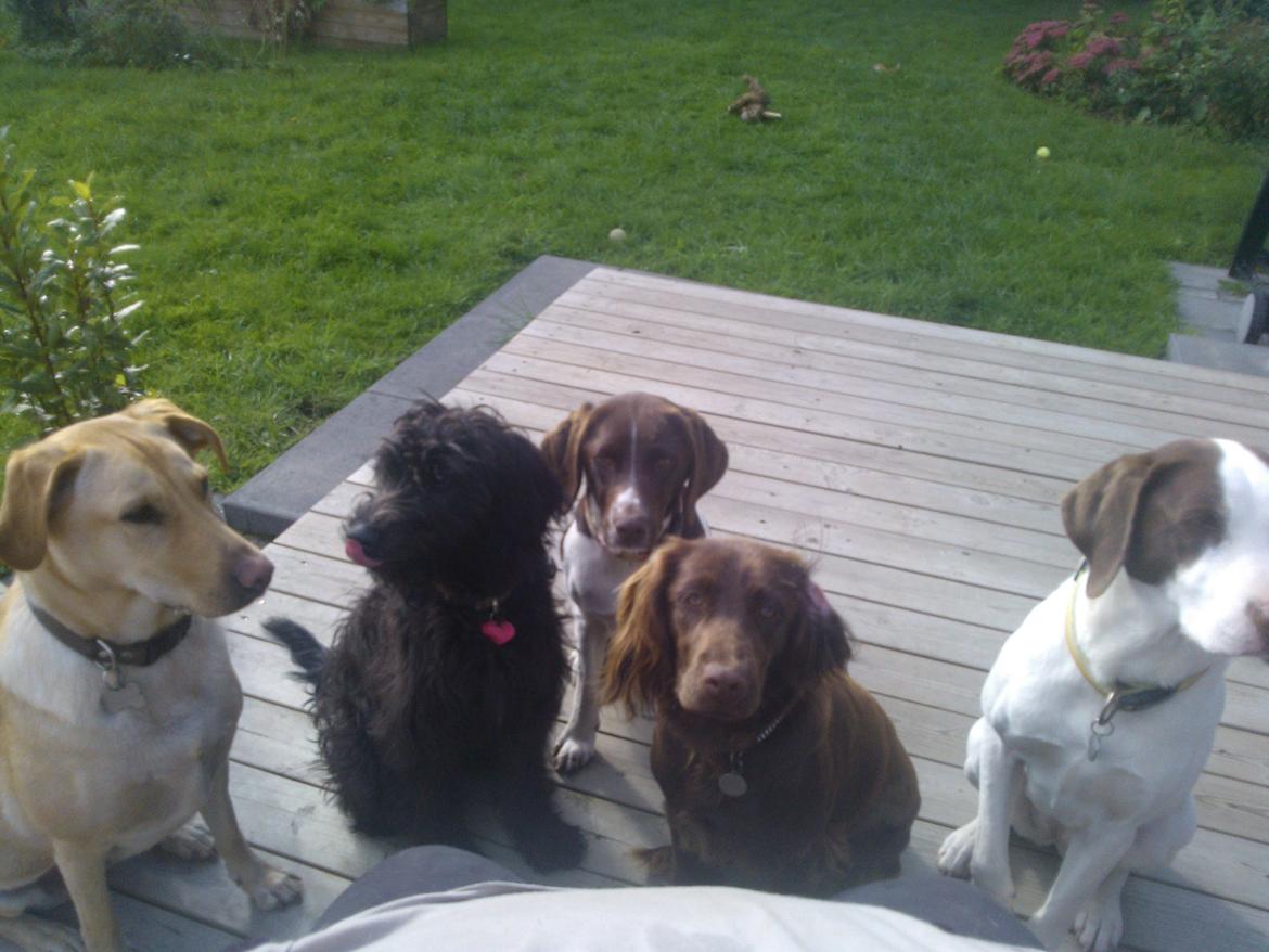 Blanding af racer Merle - 3 kusiner på besøg og veninde Lady billede 10