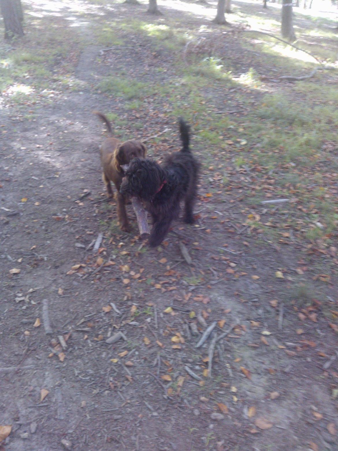 Blanding af racer Merle - i skoven med kusine Figne billede 11