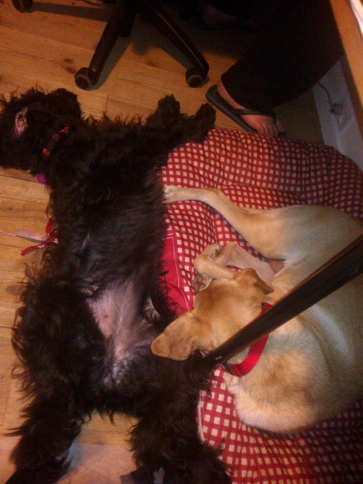 Blanding af racer Merle - Lady har været på besøg et par dage, sikken man så bliver træt billede 12