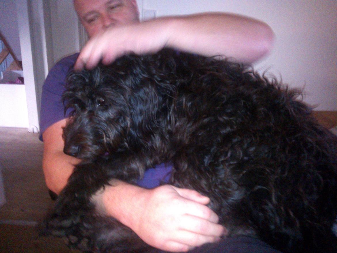 Blanding af racer Merle - der er ikke noget som at putte hos far billede 13