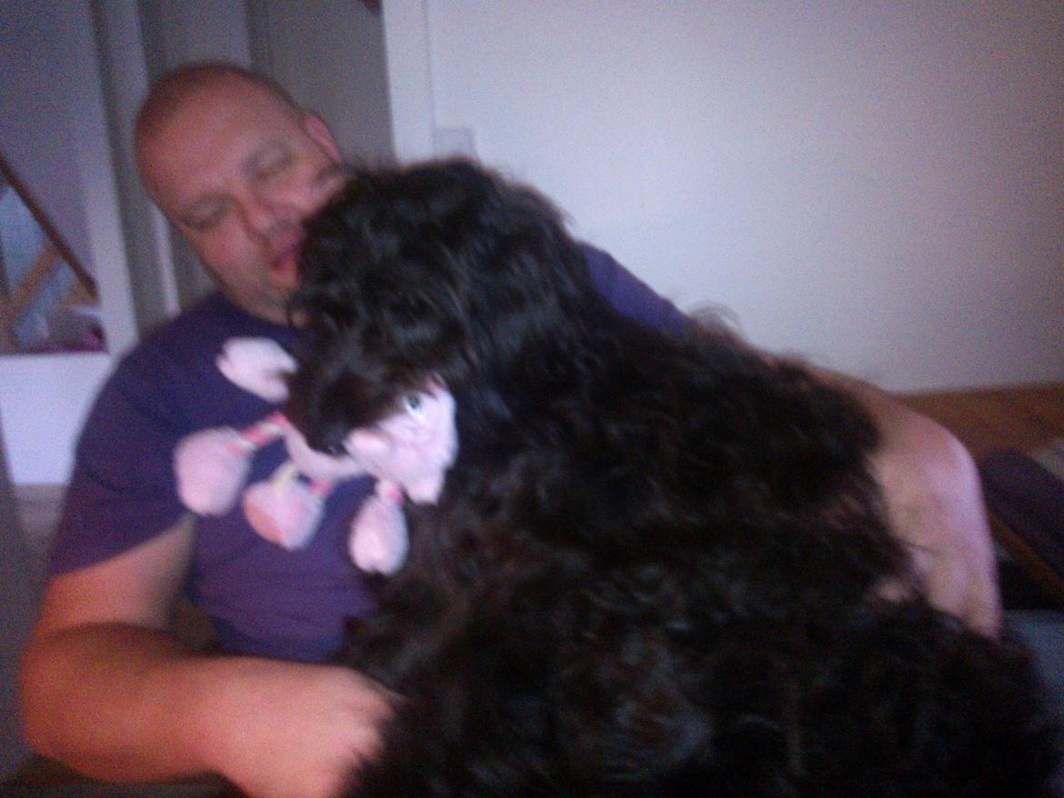 Blanding af racer Merle billede 14