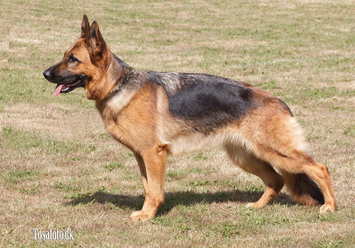 Schæferhund Sifirik's Bellis billede 9