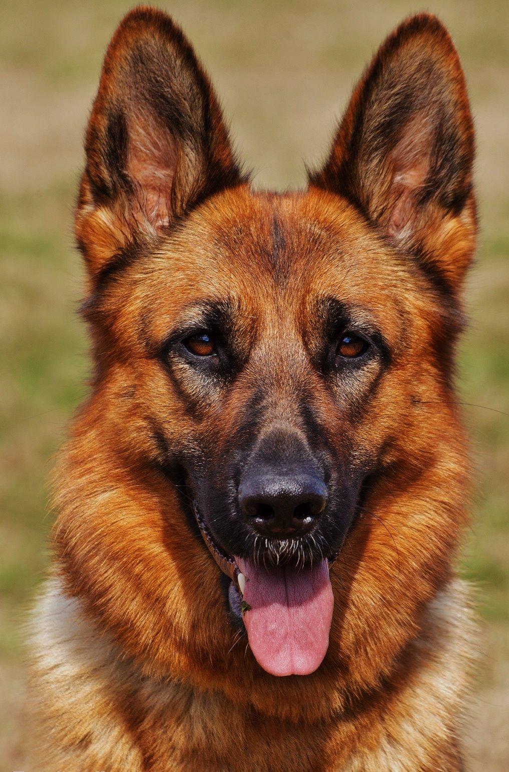 Schæferhund Sifirik's Bellis - Velkommen til, dette er Bellis som 2 årig :-) billede 1