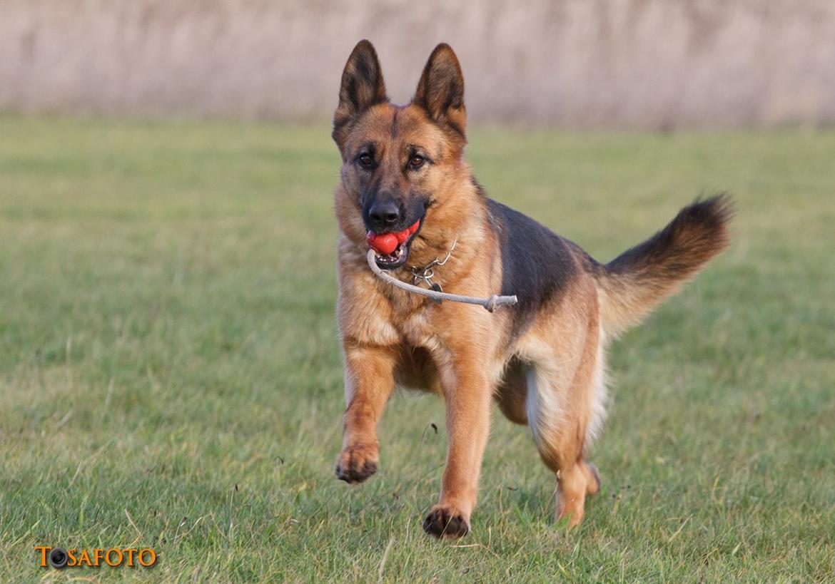 Schæferhund Sifirik's Bellis billede 12
