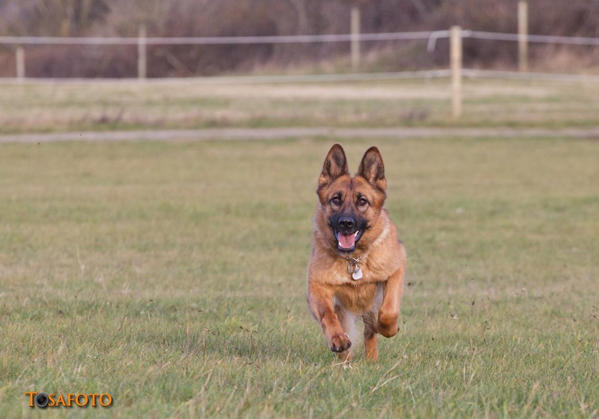 Schæferhund Sifirik's Bellis billede 6