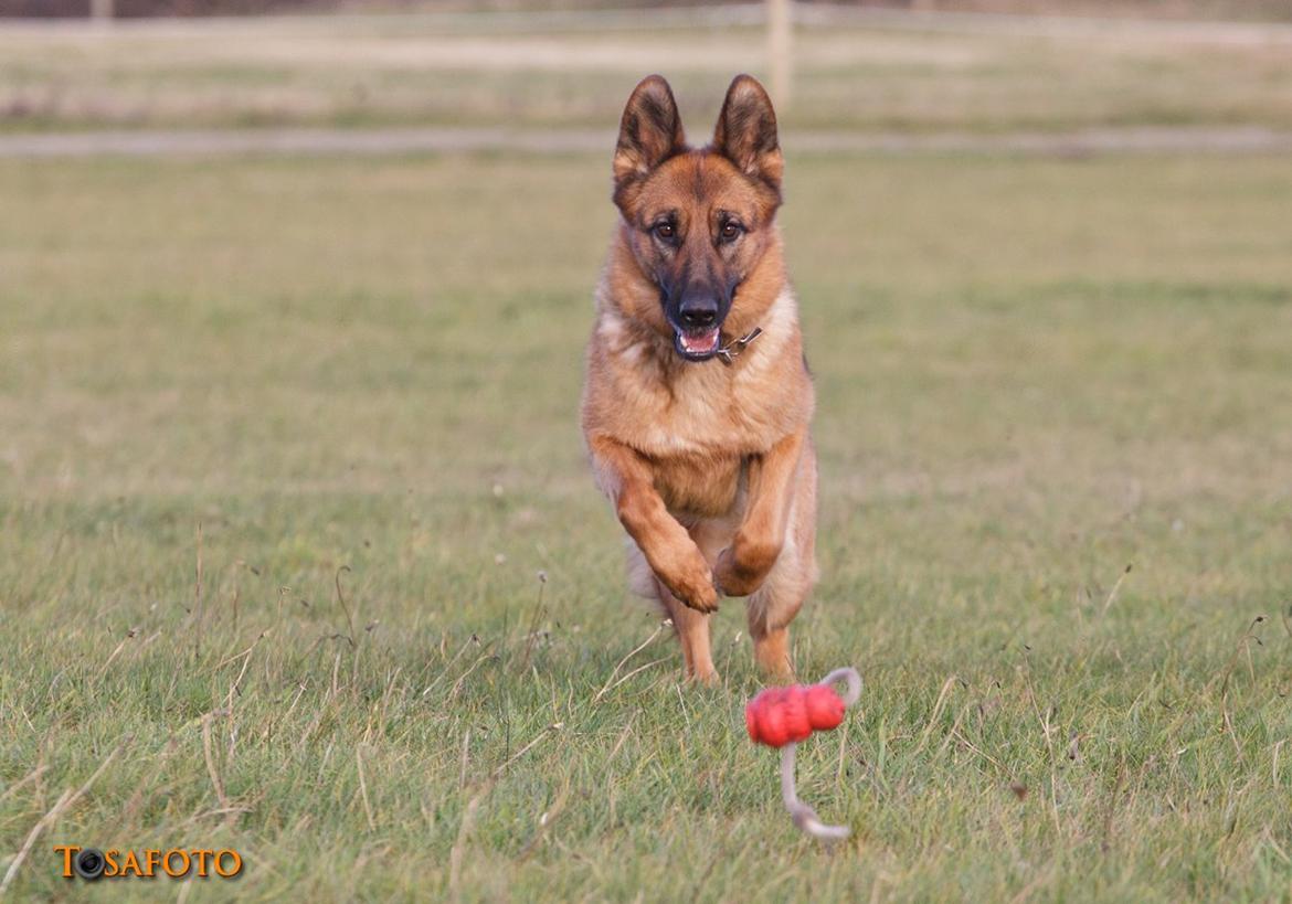 Schæferhund Sifirik's Bellis billede 10