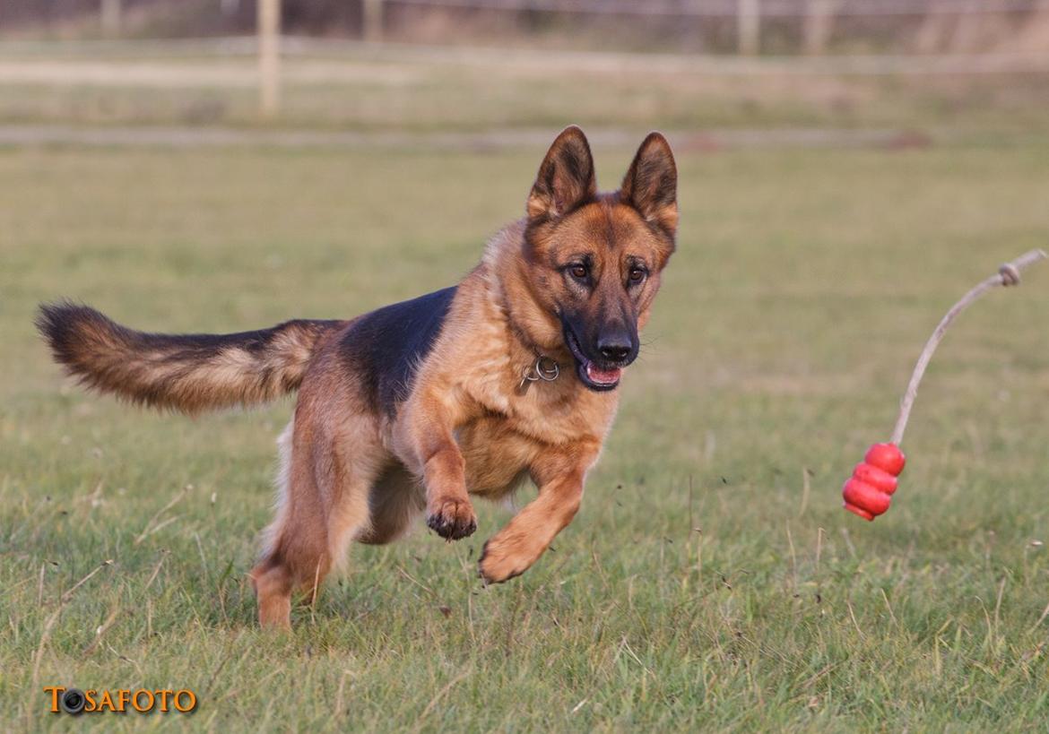 Schæferhund Sifirik's Bellis billede 18
